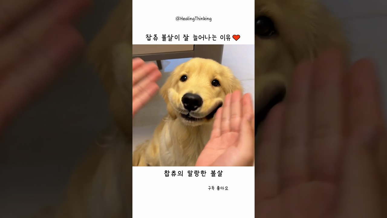 포근한 서울, 행복의 볼살 '찹츄 볼살이 늘어나는 이유'